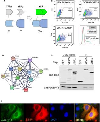 GOLPH3 Promotes Cancer Growth by Interacting With STIP1 and Regulating Telomerase Activity in Pancreatic Ductal Adenocarcinoma